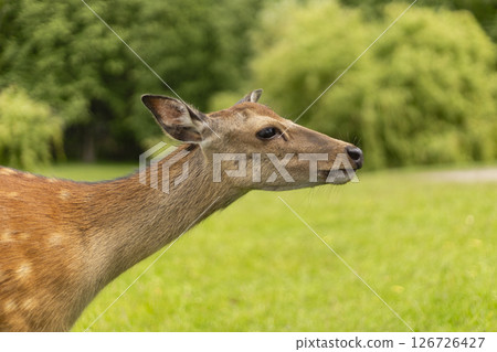 A deer stands gracefully in a verdant field surrounded by trees. Its soft fur blends with the natural scenery, highlighting the serenity of the moment A deer stands gracefully in a verdant field surrounded by trees. Its soft fur blends with the natural scenery, highlighting the serenity of the moment 126726427
