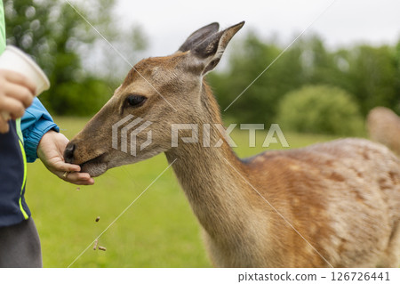 A deer leans in closely as a person offers food from their hand in a serene green landscape. The interaction happens under cloudy skies, showcasing a connection with nature 126726441