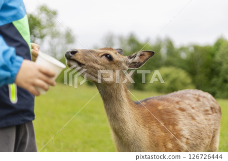 A curious deer stands close to a person holding a cup in a green meadow. The atmosphere is peaceful, with trees in the background and a cloudy sky overhead 126726444