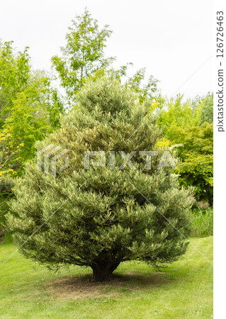 A robust evergreen tree stands proudly in a vibrant garden, its leafy branches reflecting the light of a beautiful late spring afternoon. Various plants and trees fill the background A robust evergreen tree stands proudly in a vibrant garden, its leafy branches reflecting the light of a beautiful late spring afternoon. Various plants and trees fill the background 126726463