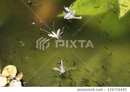 Close up of mosquito and insect water larvae in a garden pond 126726485