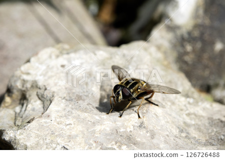 Close up of a stripy hoverfly fly insect on a stone by a pond Close up of a stripy hoverfly fly insect on a stone by a pond 126726488