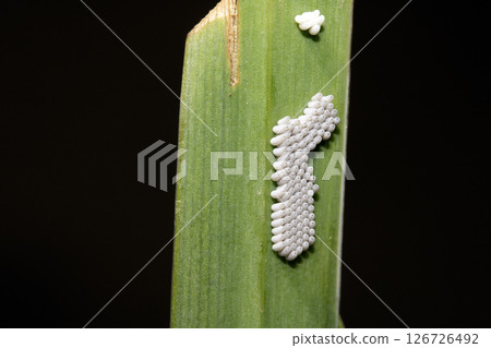 Mystery insect eggs on a pond water reed Mystery insect eggs on a pond water reed 126726492