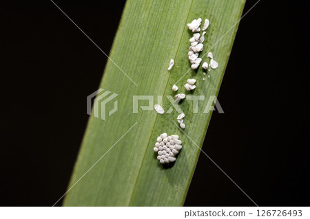 Mystery insect eggs on a pond water reed 126726493