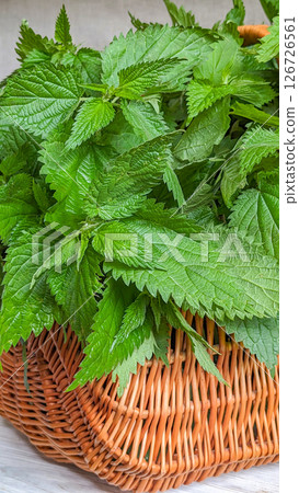 Fresh Stinging Nettle Leaves in Wicker Basket 126726561