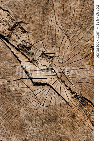 Tree trunk texture Tree trunk texture 126726852