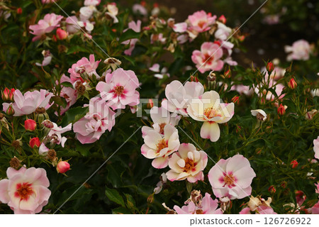Rose of pink color Rose of pink color 126726922