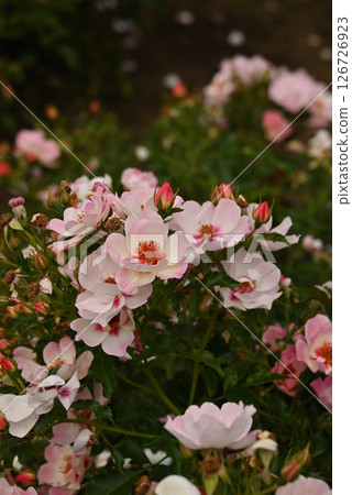 Rose of pink color Rose of pink color 126726923
