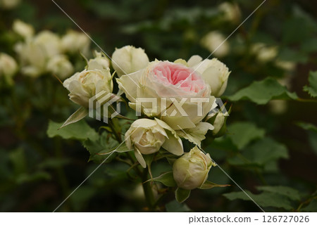 白玫瑰 白玫瑰 126727026