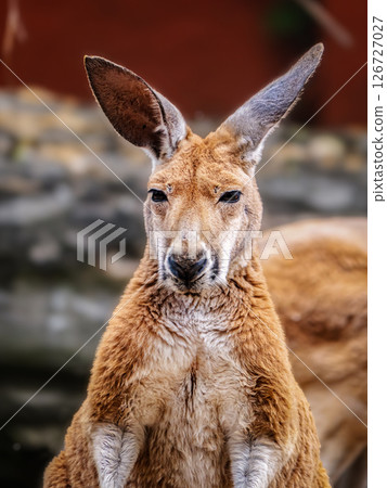 Close-Up of a Red Kangaroo in Its Natural Habitat 126727027