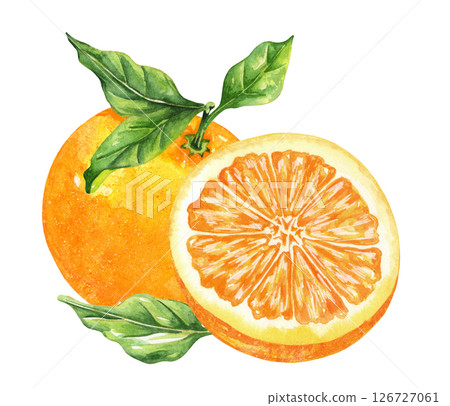 Orange fruit watercolor isolated on white background. Set of healthy food hand-drawn illustration 126727061