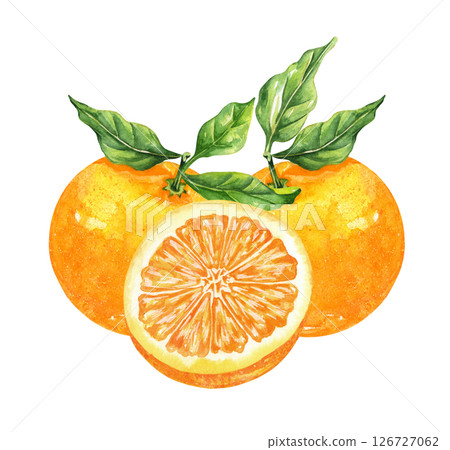 Orange fruit watercolor isolated on white background. Set of healthy food hand-drawn illustration 126727062