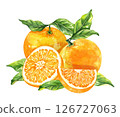 Orange fruit watercolor isolated on white background. Set of healthy food hand-drawn illustration 126727063