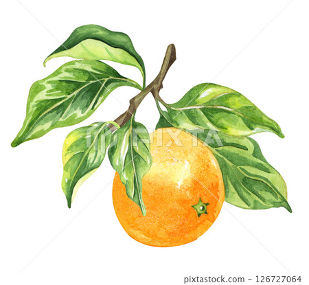 Orange fruit watercolor isolated on white background. Set of healthy food hand-drawn illustration Orange fruit watercolor isolated on white background. Set of healthy food hand-drawn illustration 126727064