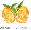 Orange fruit watercolor isolated on white background. Set of healthy food hand-drawn illustration 126727066