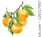 Orange fruit watercolor isolated on white background. Set of healthy food hand-drawn illustration 126727067