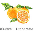 Orange fruit watercolor isolated on white background. Set of healthy food hand-drawn illustration 126727068