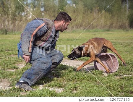 training of belgian shepherd training of belgian shepherd 126727155