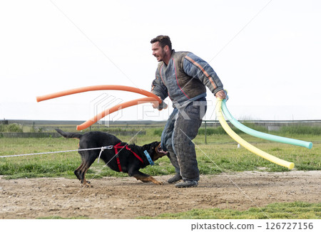 training of french shepherd 126727156
