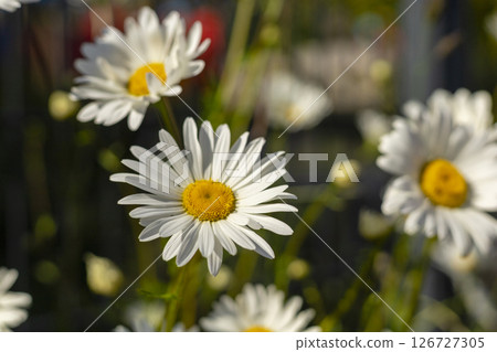 Daisies with white petals and yellow centers fill a garden, illuminated by warm late afternoon sunlight. The scene showcases nature's beauty, vibrant colors, and delicate details Daisies with white petals and yellow centers fill a garden, illuminated by warm late afternoon sunlight. The scene showcases nature's beauty, vibrant colors, and delicate details 126727305