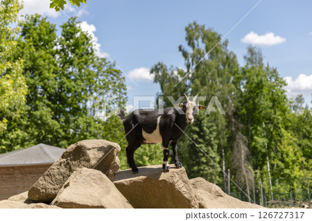 A black goat with white markings balances on large rocks, enjoying the sunny day. Surrounding trees enhance the natural setting, creating a peaceful atmosphere A black goat with white markings balances on large rocks, enjoying the sunny day. Surrounding trees enhance the natural setting, creating a peaceful atmosphere 126727317