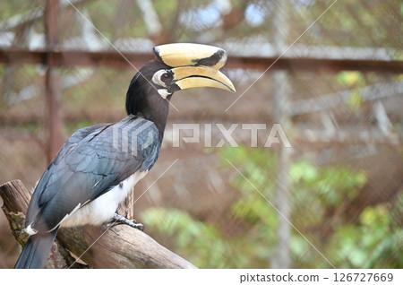 A Oriental pied Hornbill bird living in a cage. a large bird with black plumage and white patches. It's distinctive large bill is pale yellow. 126727669