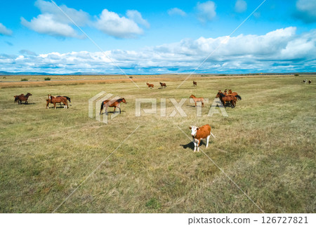 Horses and cattle graze peacefully in a vast field under a blue sky during midday in a rural area 126727821