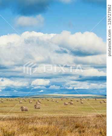 Rolling hay bales stretch across a golden field under a dramatic sky in rural farmland Rolling hay bales stretch across a golden field under a dramatic sky in rural farmland 126727862