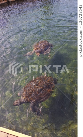Sea turtle swimming elegantly 126728542