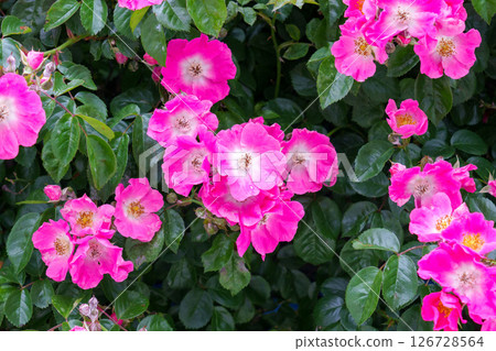 Pink petals and yellow stamens of a blooming rose bush flower close-up Pink petals and yellow stamens of a blooming rose bush flower close-up 126728564