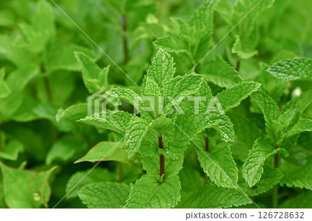 薄荷 126728632