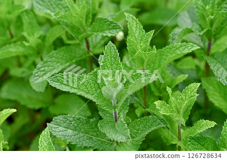 薄荷 薄荷 126728634