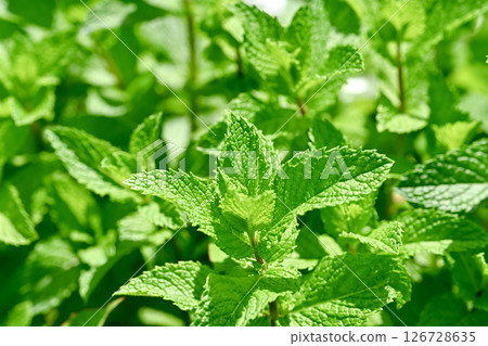 Spearmint Spearmint 126728635