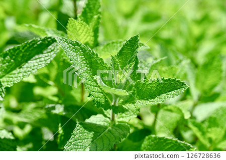薄荷 薄荷 126728636