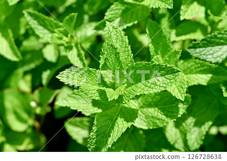 薄荷 126728638