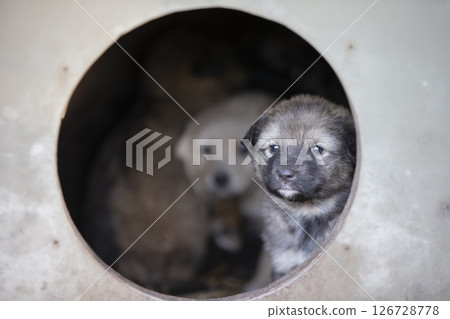 A small cute puppy looks out from the doghouse. 126728778