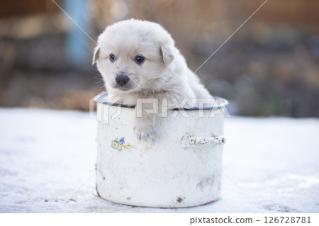 A small cute white puppy climbed into the pot. White street funny dog. A small cute white puppy climbed into the pot. White street funny dog. 126728781