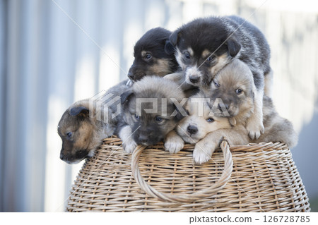 Cute fluffy puppies are sitting in a wicker basket. Cute fluffy puppies are sitting in a wicker basket. 126728785
