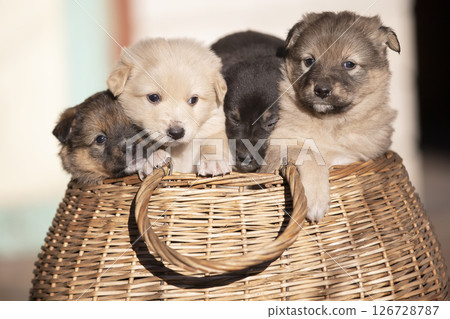 Cute fluffy puppies are sitting in a wicker basket. Cute fluffy puppies are sitting in a wicker basket. 126728787