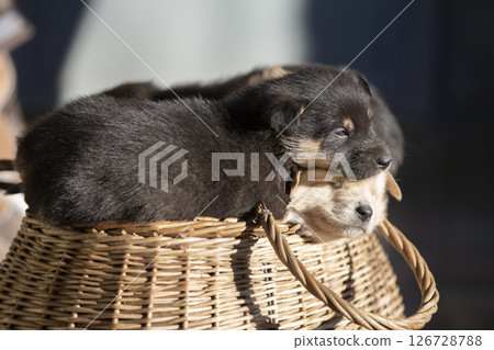 Cute fluffy black puppy in a wicker basket. 126728788