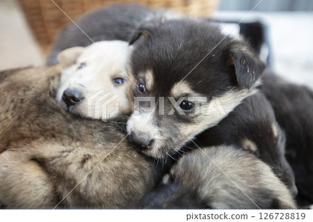 Cute fluffy mongrel puppies. White and black little dogs. Cute fluffy mongrel puppies. White and black little dogs. 126728819