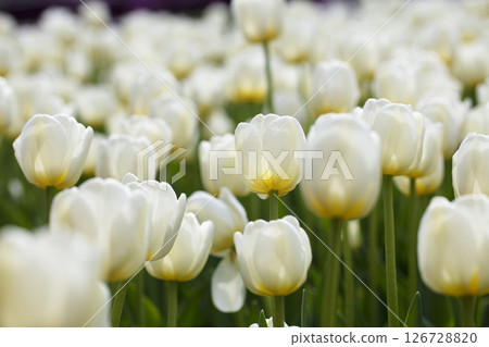 A large number of large white tulips. Beautiful flowers. A large number of large white tulips. Beautiful flowers. 126728820
