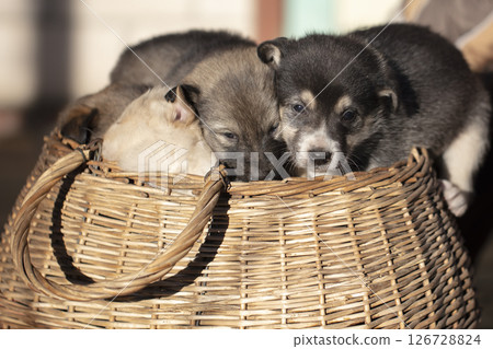 Cute fluffy puppies are sitting in a wicker basket. 126728824