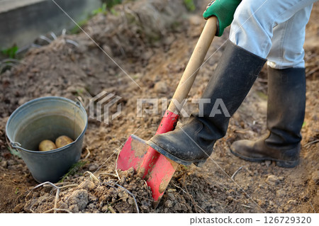 Woman shod in boots digs potatoes in her garden. Growing organic vegetables 126729320