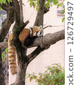 A red panda lying on a tree in the zoo 126729497
