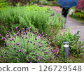 Herb garden in the rain: lavender and rosemary 126729548