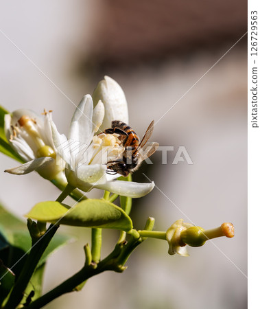Pollinating bee among orange blossoms. Insects. Pollinating bee among orange blossoms. Insects. 126729563
