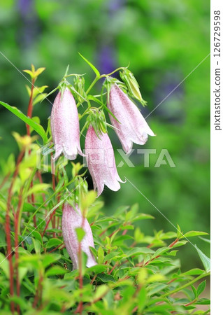 紅紫色螢火蟲黑 126729598