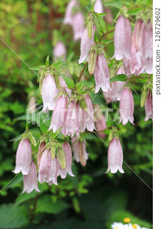 紅紫色螢火蟲黑 紅紫色螢火蟲黑 126729602