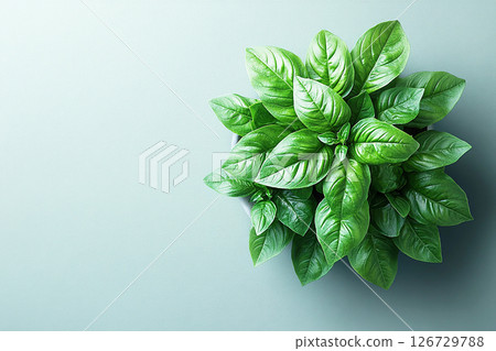 Small potted basil plant with lush green leaves on a white background. Herb in pot. Top view Small potted basil plant with lush green leaves on a white background. Herb in pot. Top view 126729788